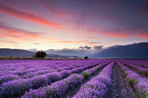 Levandule - pole v Bulharsku